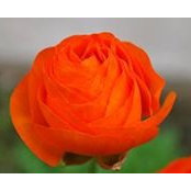 Lisa Ridener's photo