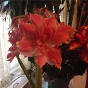Sue Vaille's photo