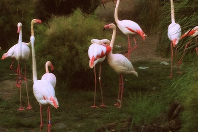 Pretty In Pink Flamingos