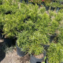 plants