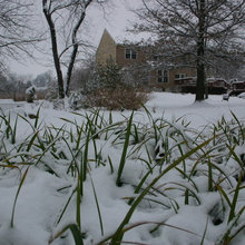 cottage garden