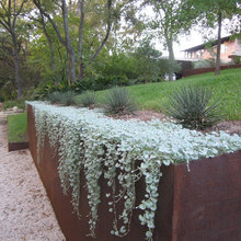 Front yard landscape