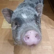 Foto von Denise Grossman
