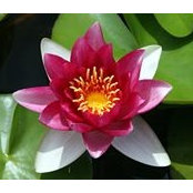 Kirsten Lu's photo