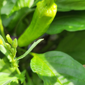 The Year of the Edible Gardens