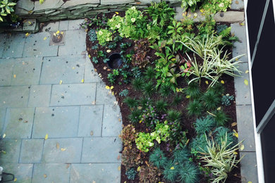 Park Slope Courtyard
