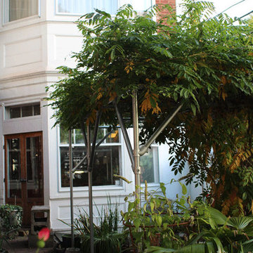 Wisteria Support Trellis and Pergola