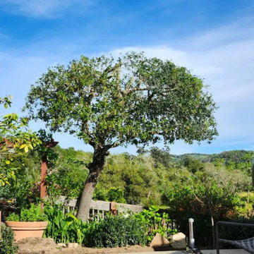 Greenview Tree Care