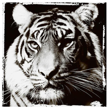 Wild Animal Monochrome Artwork | Andrew Martin Tiger Gaze, 59" X 59"