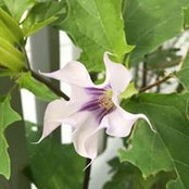 Janet Murphy's photo