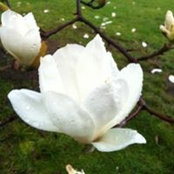 Foto von Marcia Prüfer