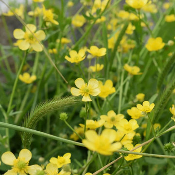 Hairy Buttercup vs Creeping Buttercup: Which is the Best Buttercup for Natural G