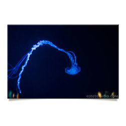 Jellyfish Collection - Prints And Posters