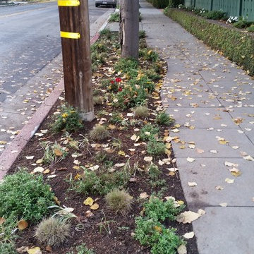 A traditional craftsman home gets a planting make over