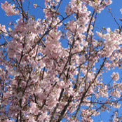 Ellen Frye's photo