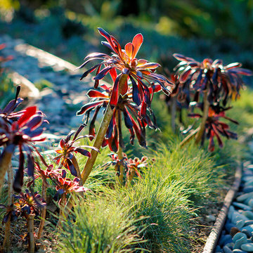 Succulents, Drought Tolerant Garden