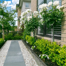 Front garden