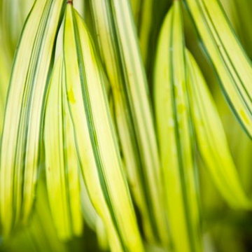 Hakone grass in the Grass Garden