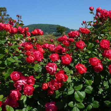 MEILLANDECOR® - CHERRY BONICA®