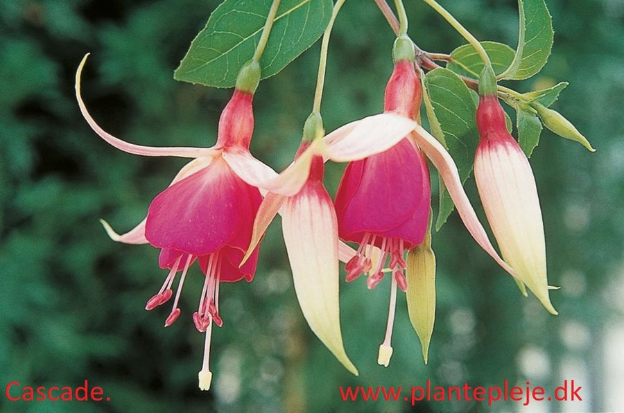 Fuchsia liste 2020 (her ses fotos af en mindre del af de fuchsia vi producere)