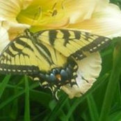 Foto von Marcia Redden