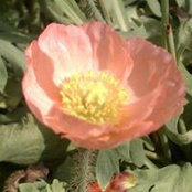 Lila Denning's photo