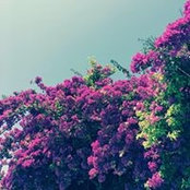 Frau Vau's photo