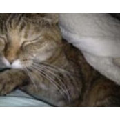 LeAnne Katz's photo
