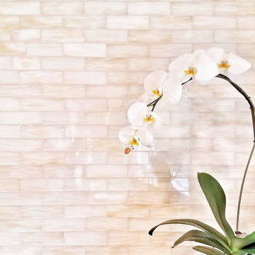 Light and Bright Kitchen