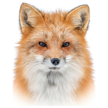Young Red Fox Face On White Wildlife Nature Photograph Loose Wall Art Print, 16" X 20"
