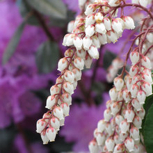 Flowers and garden