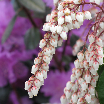 Plant Ideas & Colorful Combinations