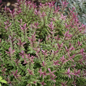 'Wild Romance' Hebe