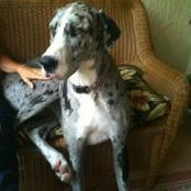 Richard Wrye's photo