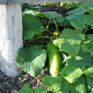 Edible Landscaping- Cucumbers