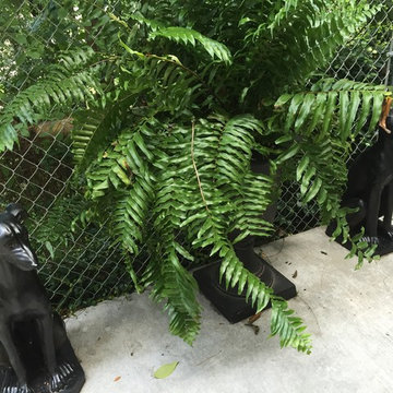 Backyard makeover