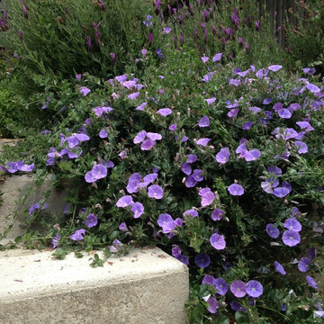 Bernal Heights Habitat and Edible Garden
