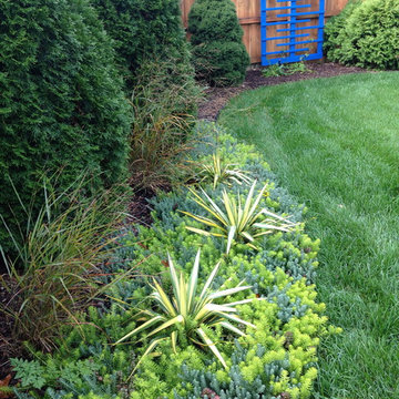 Magic Carpet sedum blend, with Yucca