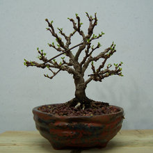 Container Gardening