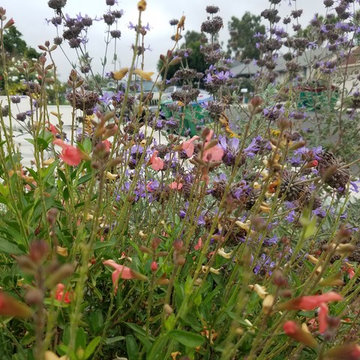 Mission Viejo Front Yard