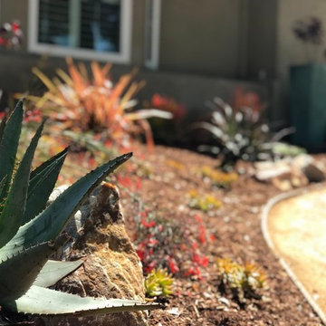Sloped drought tolerant installation behind decomposed granite.