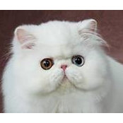 Numnimo Cattery's photo