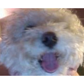 Sally-Ann Dorgan's photo