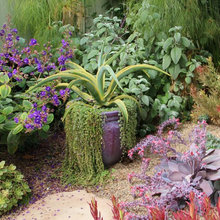 drought tolerant