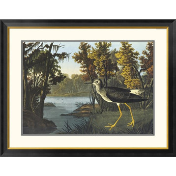 "Yellow Shank" Framed Digital Print by John James Audubon, 40x32"