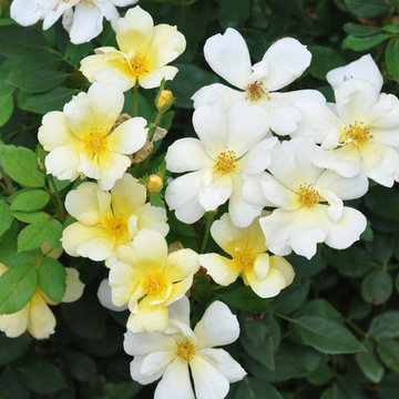 Penthouse terrace. Knockout roses