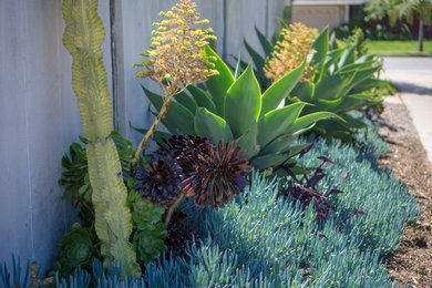 Photo of a mid-sized transitional full sun front yard concrete paver garden path in Orange County.