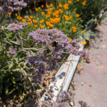Backyard Production Garden, San Francisco