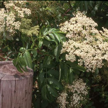 Sambucus canadensis