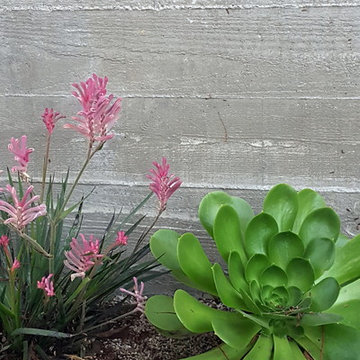 San Clemente Contemporary